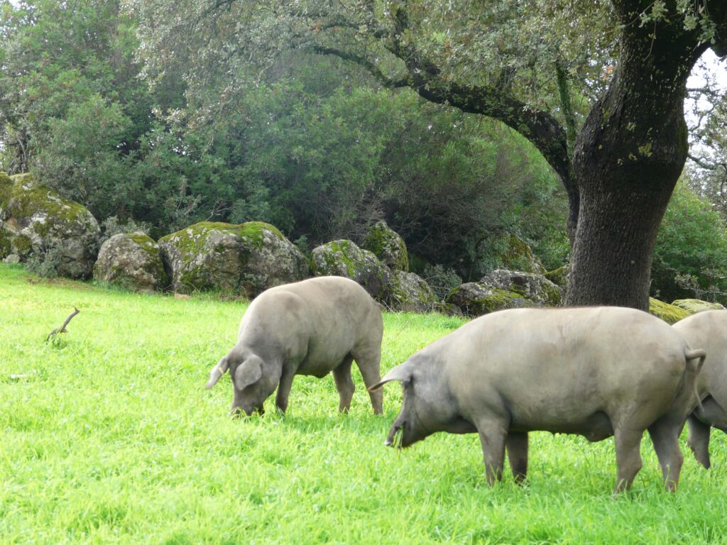 dehesa villanueva cordoba